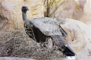 Image description is not available for 1983.41.1